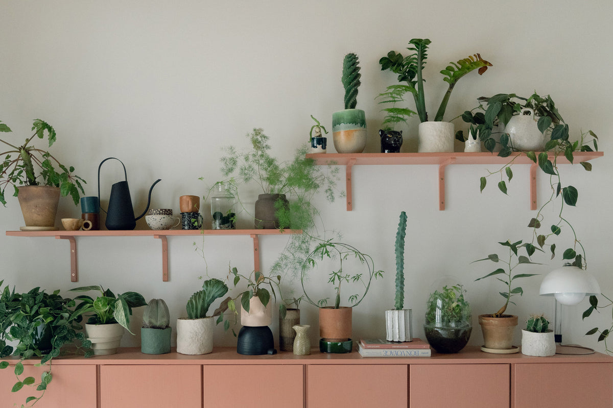 3 tips til indretning med planter