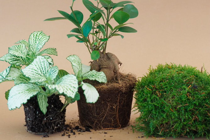 3 planter, som er gode til terrarier