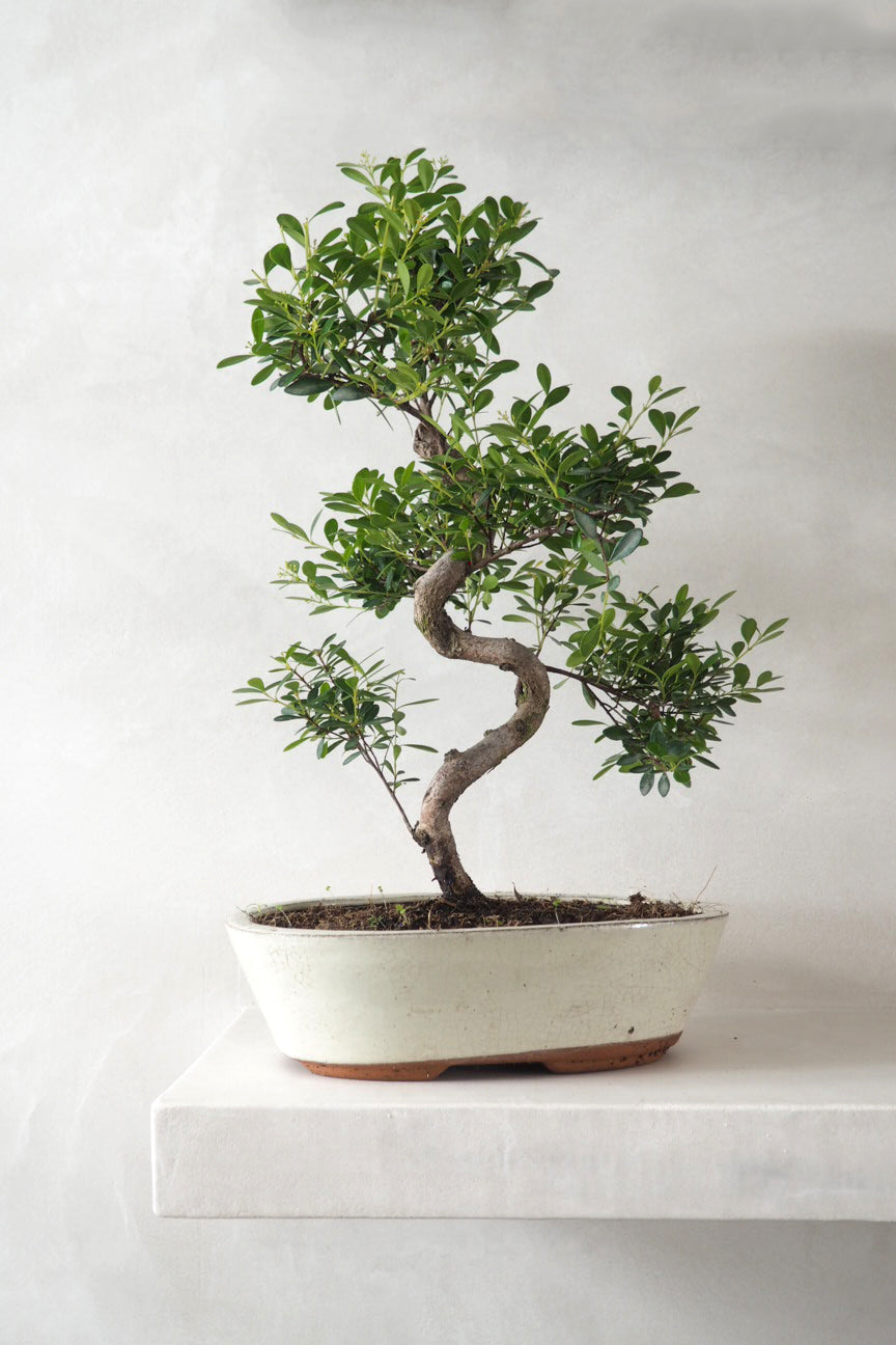 Guide til bonsai - Historie og plejetips