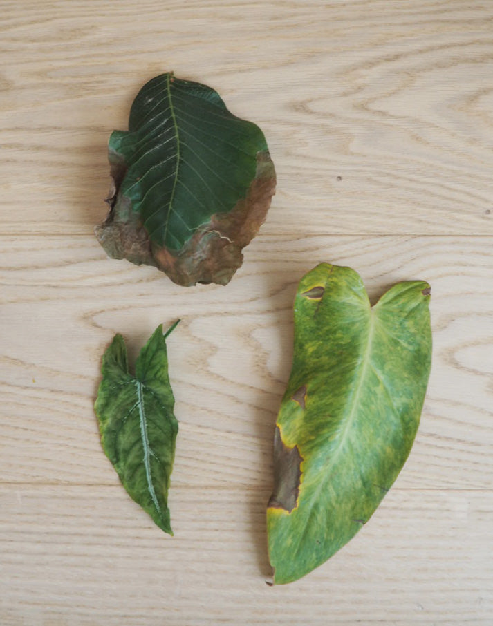 Efterårssæson: Pleje af dine planter