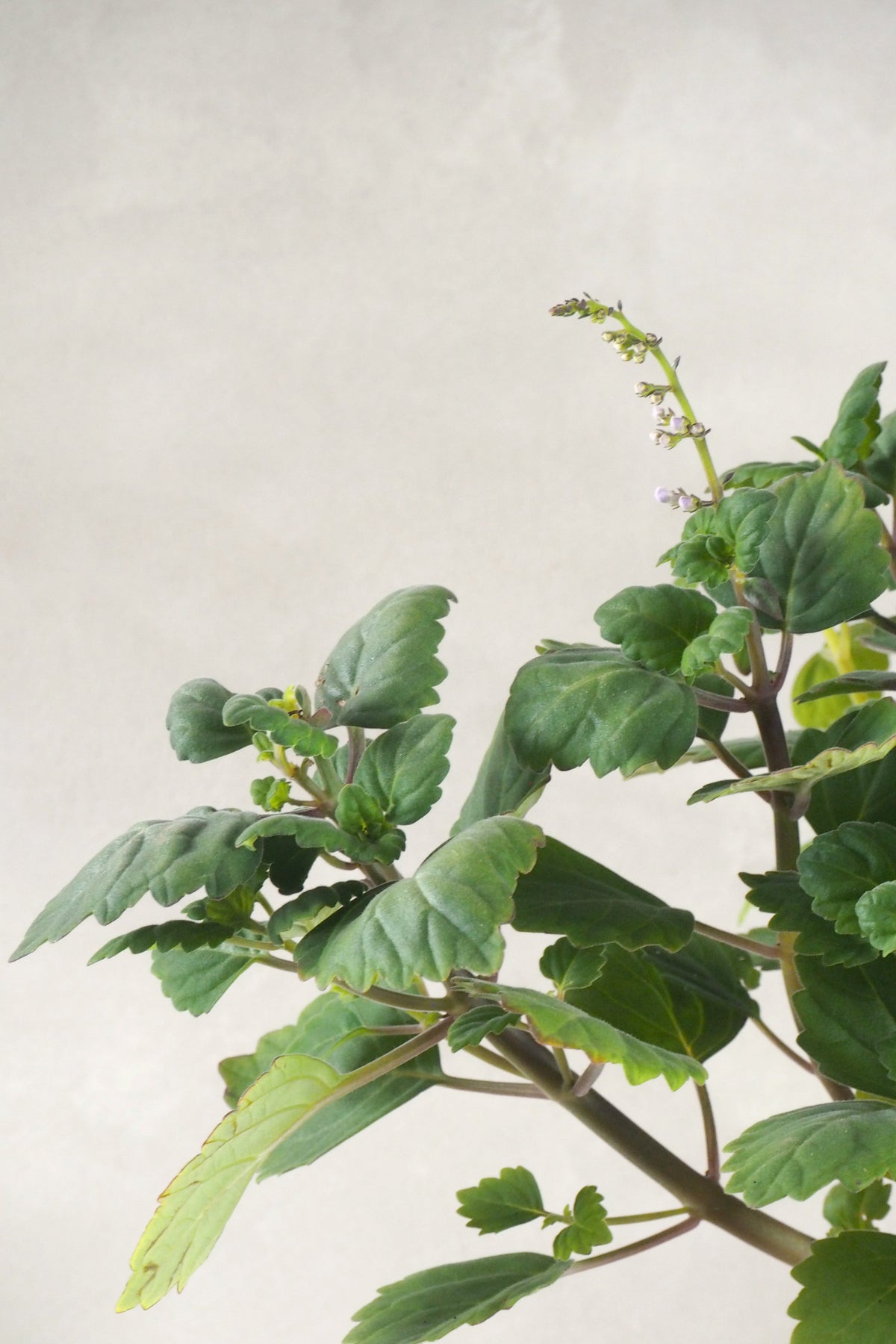 Mølplanten - en nem plante med en særlig historie