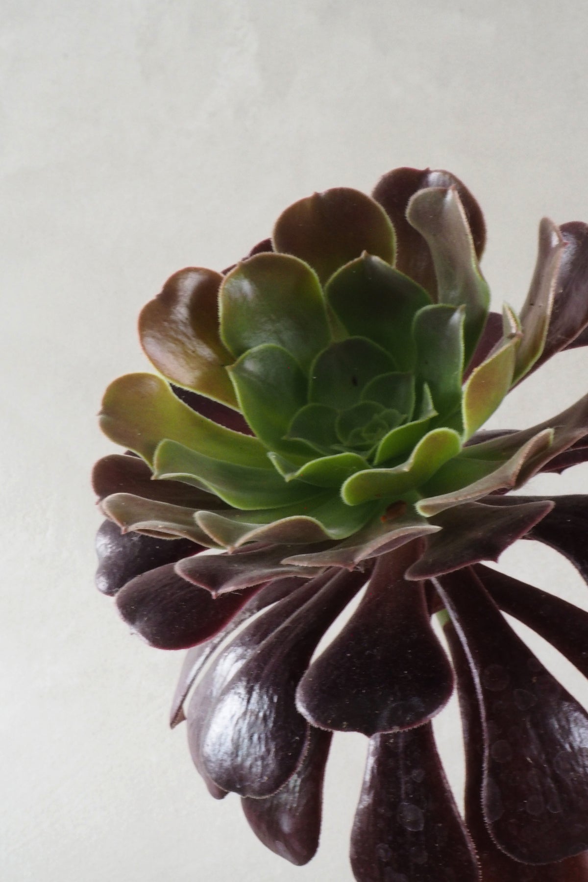 Black Rose - Aeonium, medium