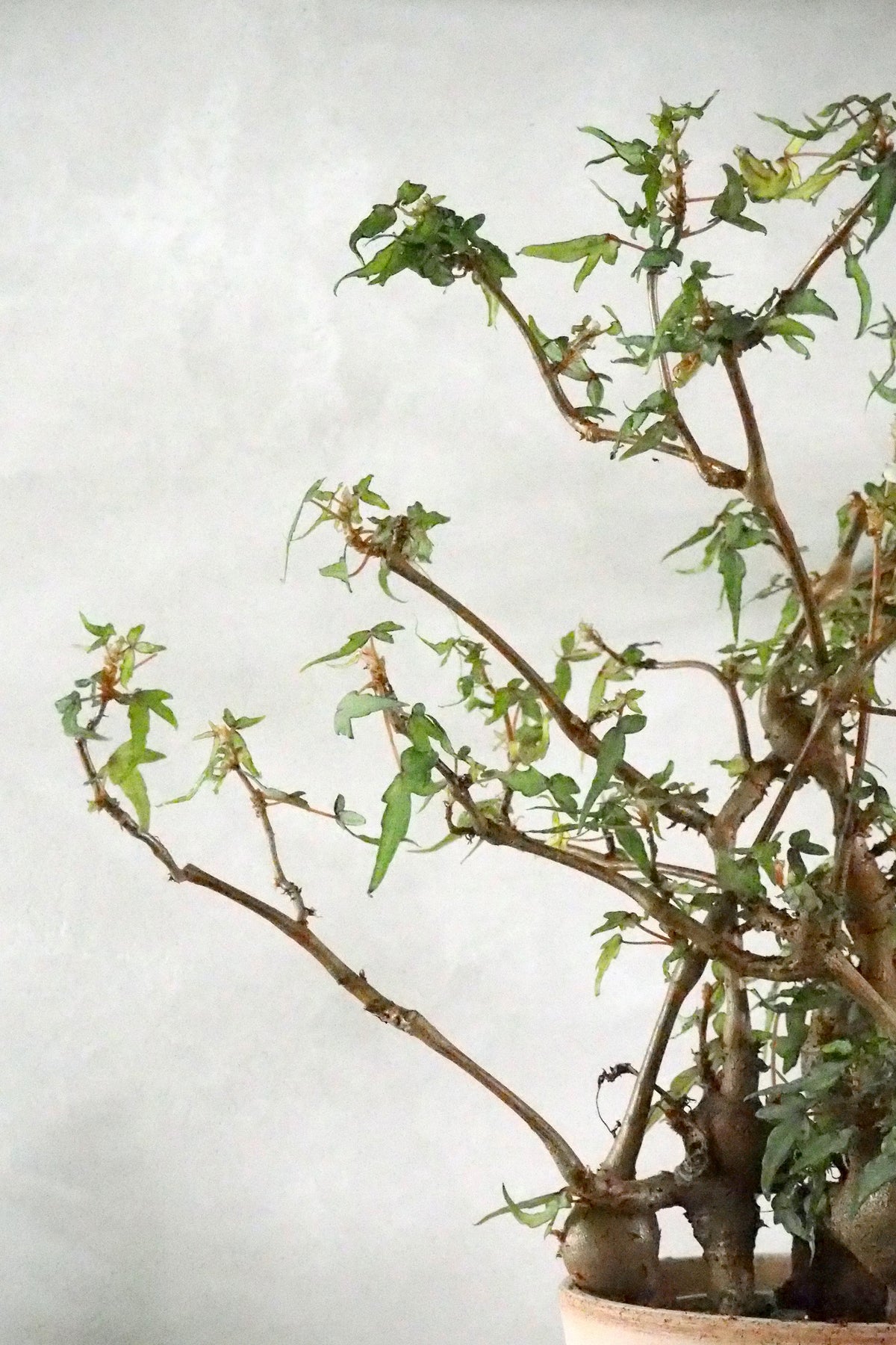 Begonia tripartita