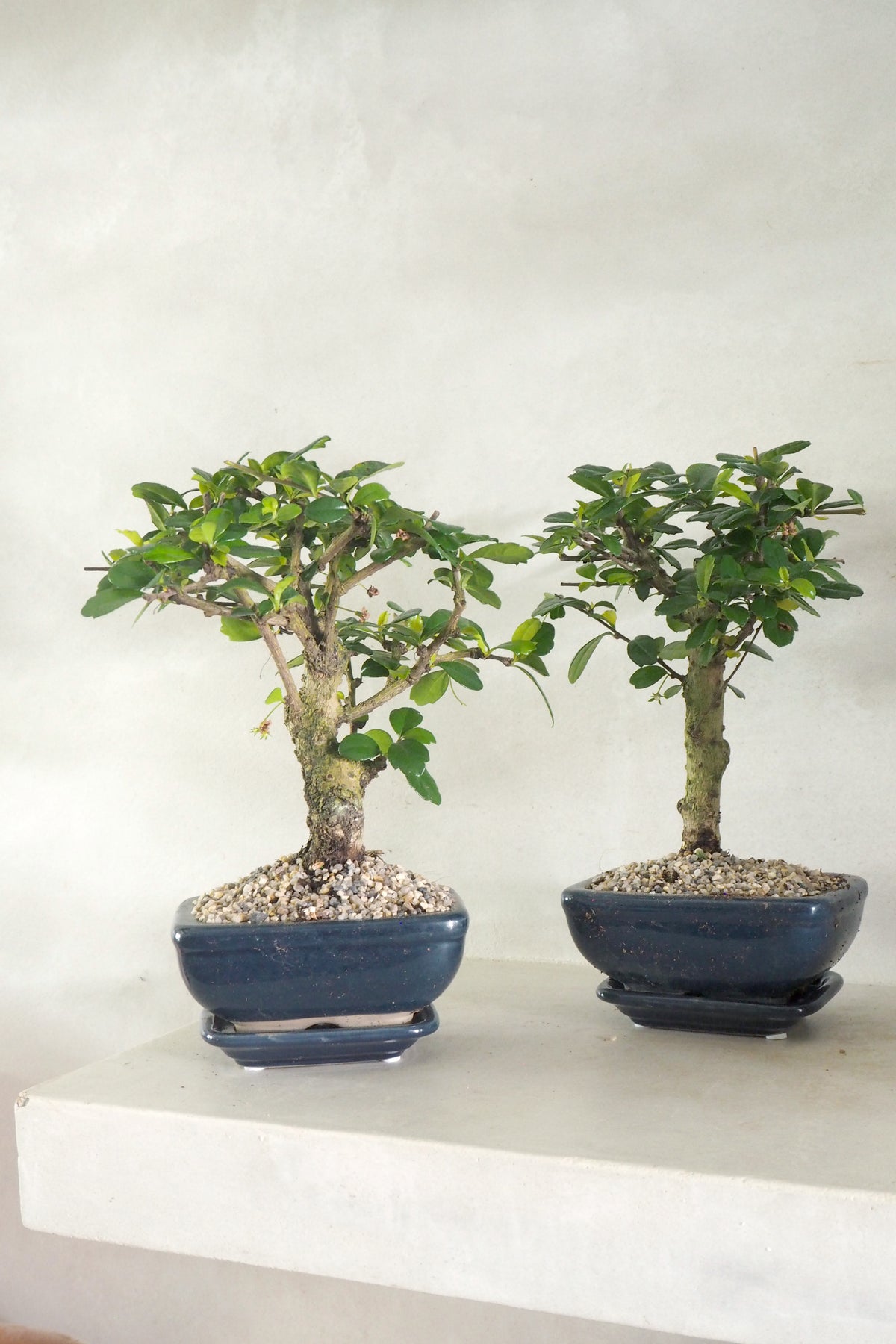 Bonsai Carmona, blå, lille