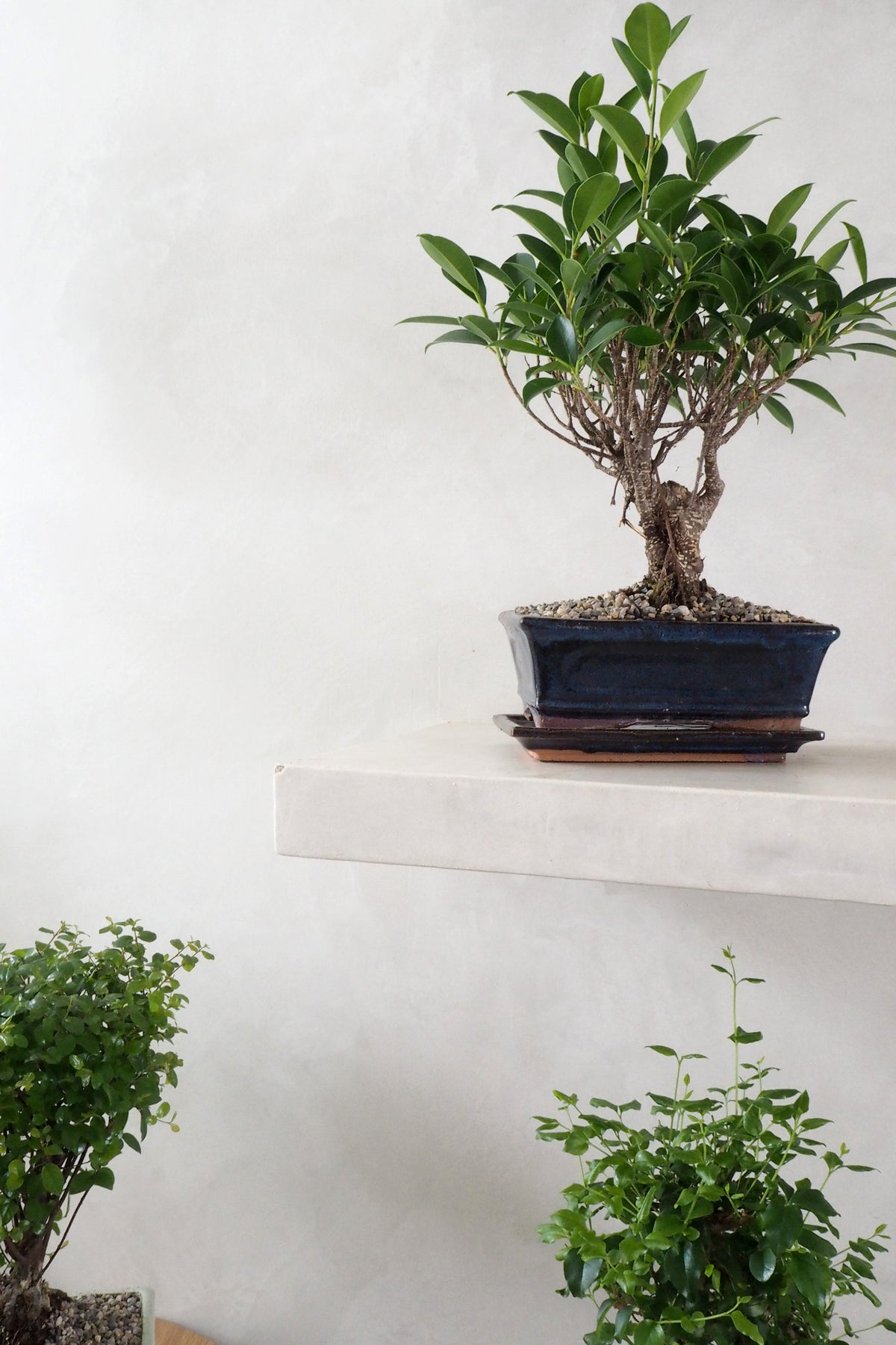 Bonsai Ficus, stor