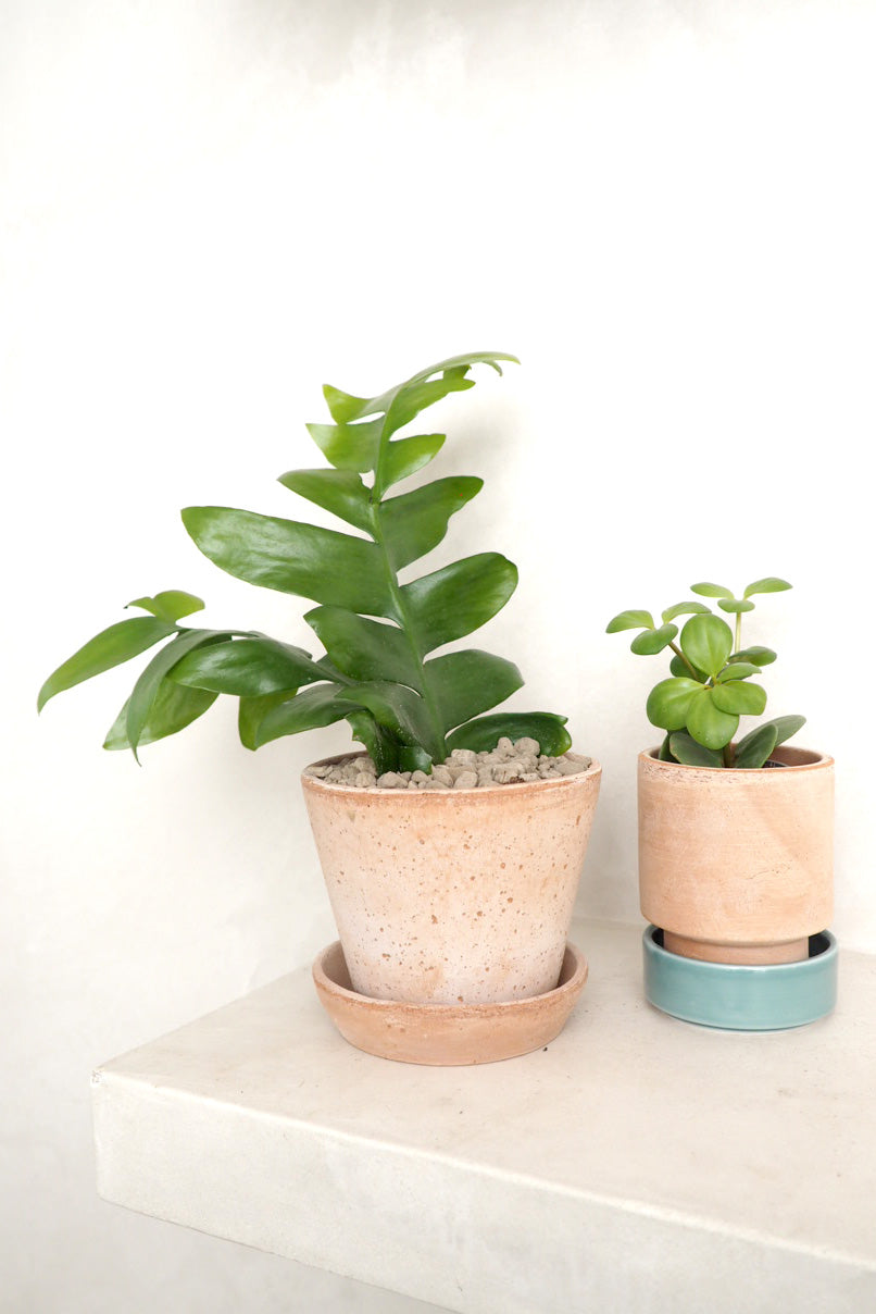 Epiphyllum chrysocardium