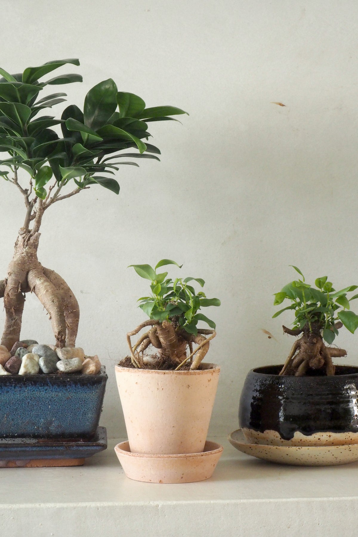 Ficus Bonsai Ginseng, lille