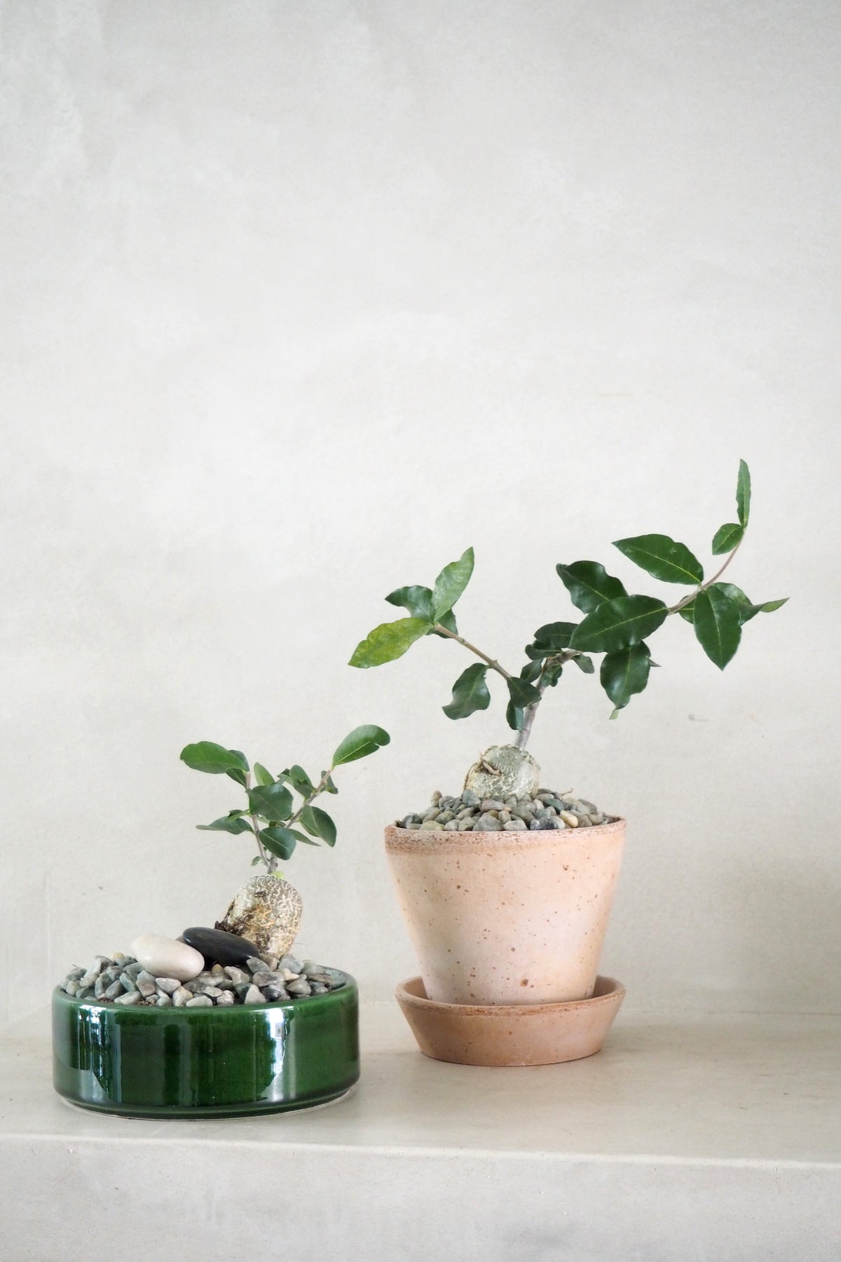 Fockea Edulis