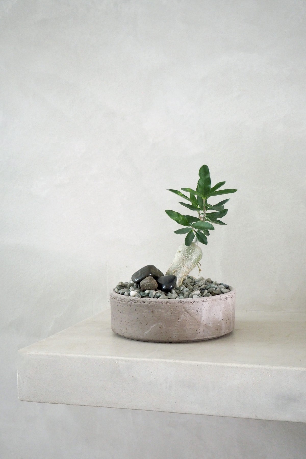 Fockea Edulis