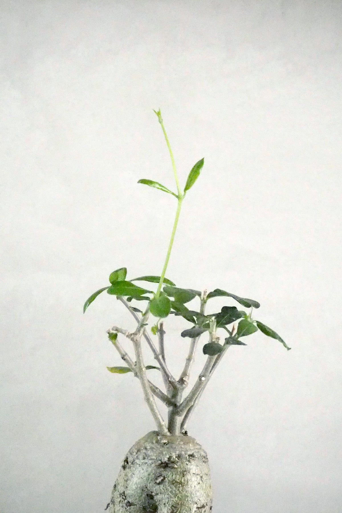 Fockea Edulis,medium