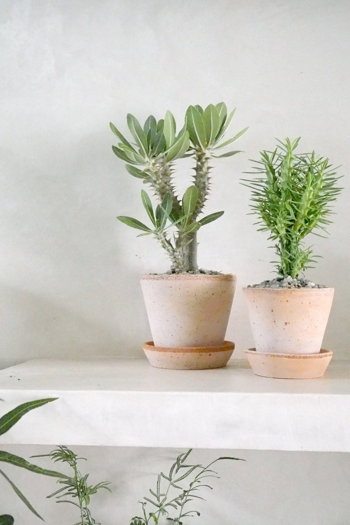 Pachypodium Horombense