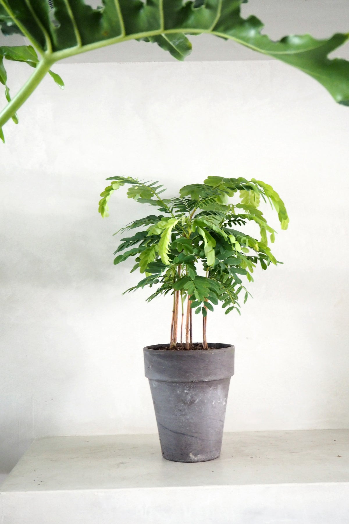 Tamarindus indica