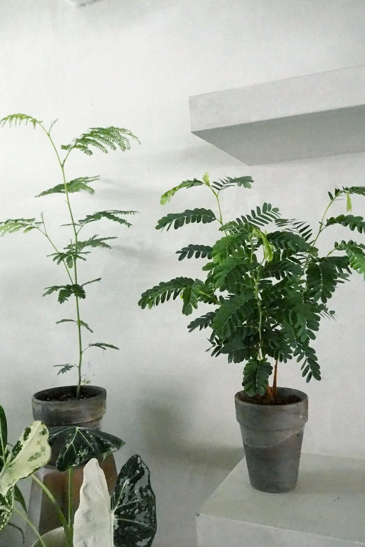Tamarindus indica