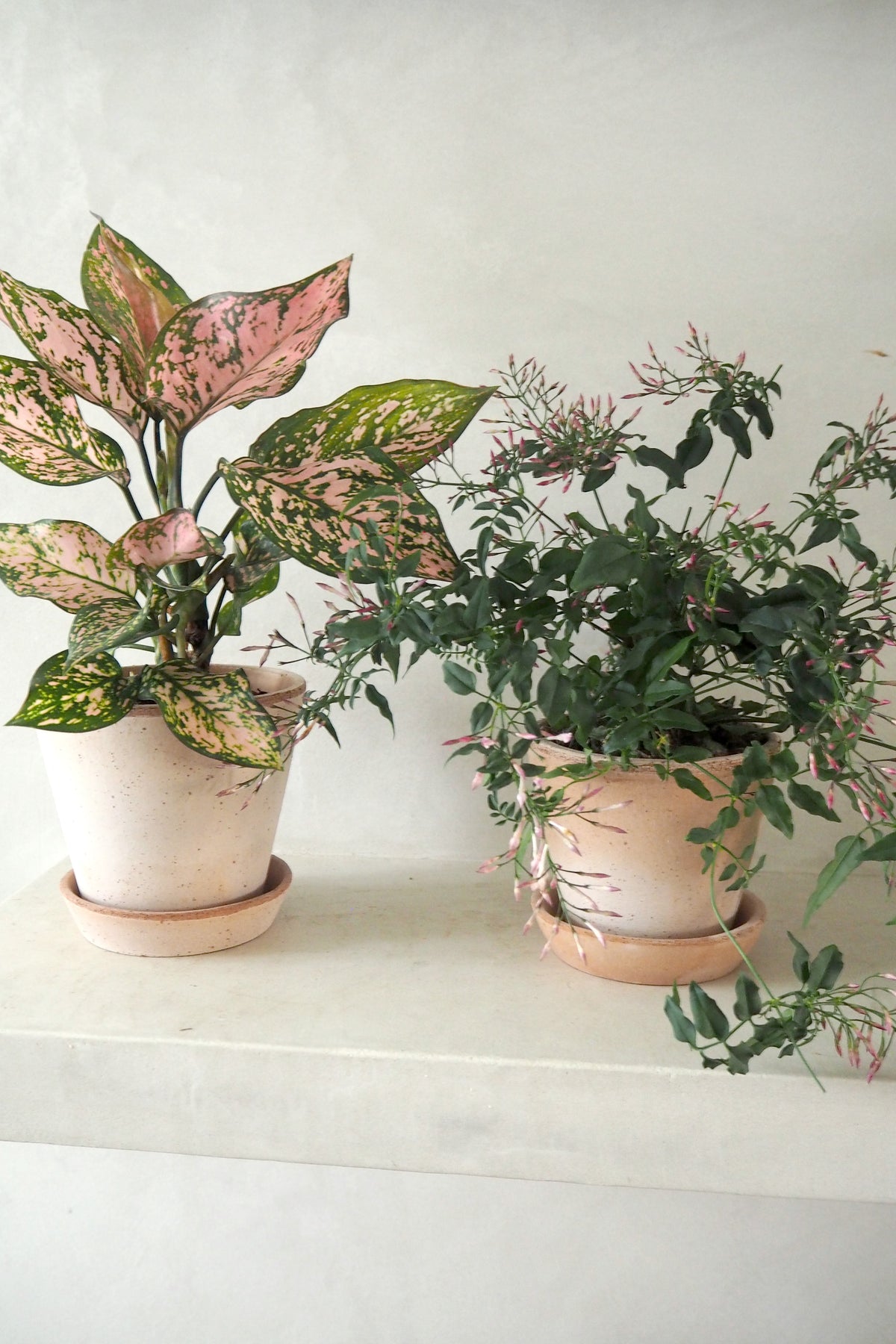 Aglaonema Spotted star, medium