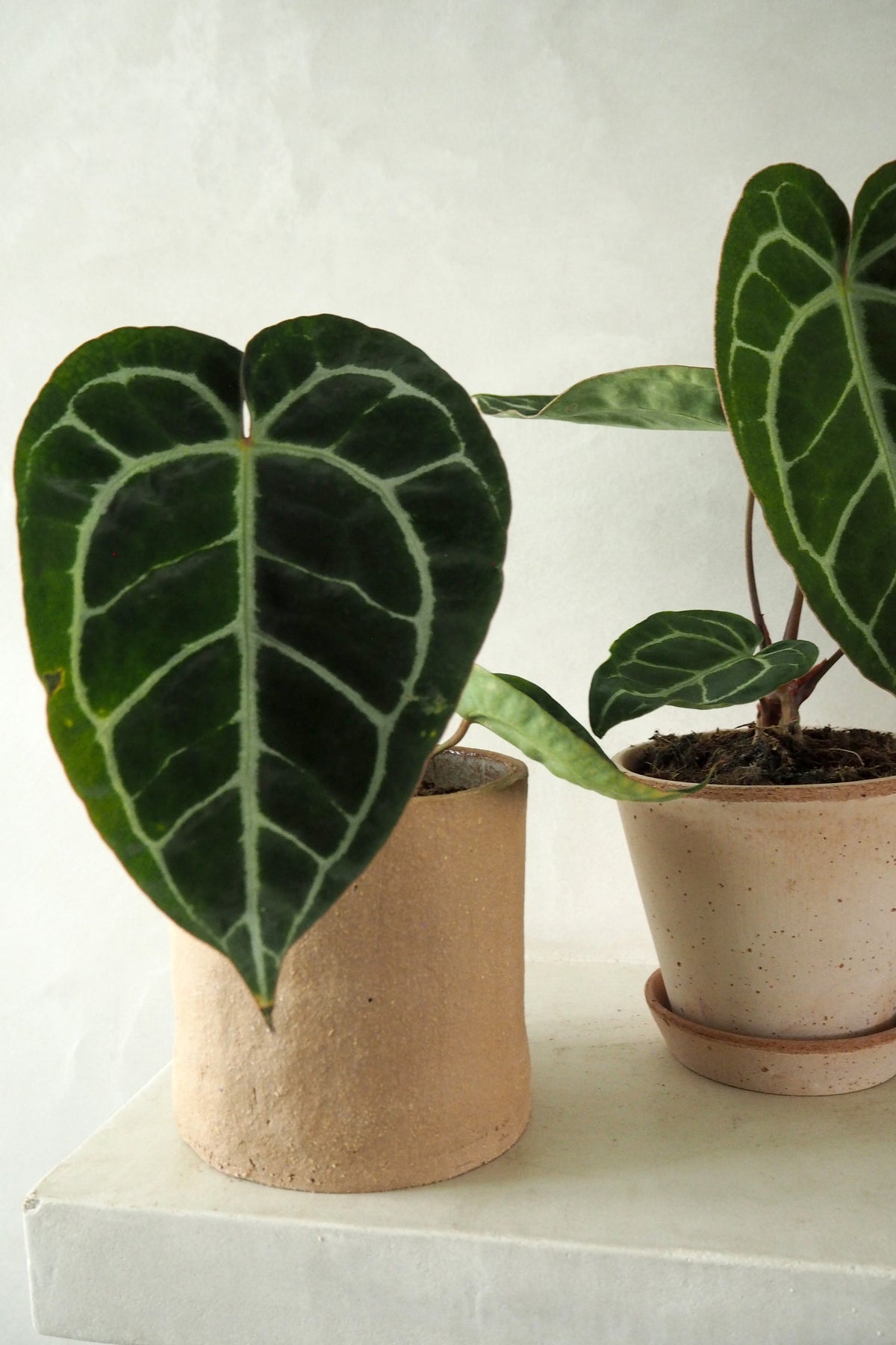 Anthurium Crystallinum