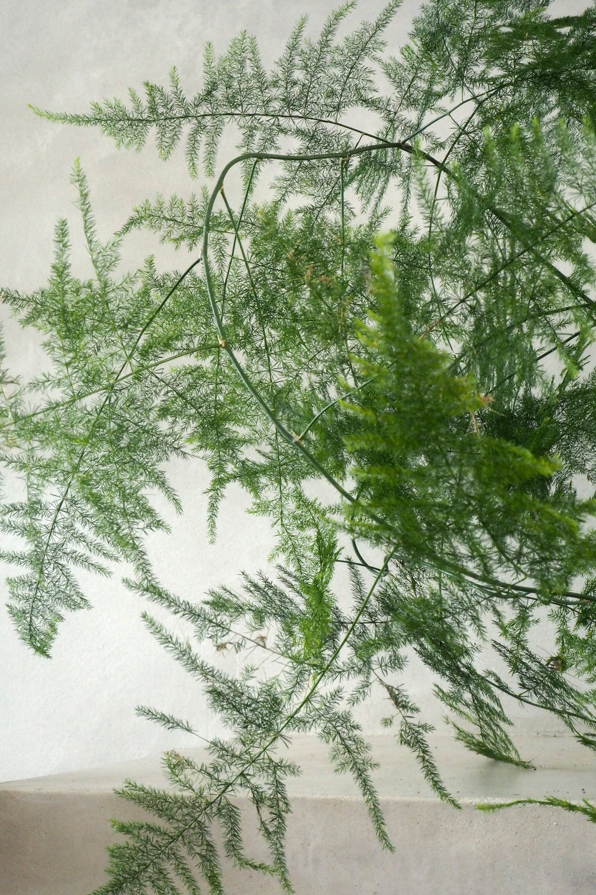 Asparagus Setaceus, medium