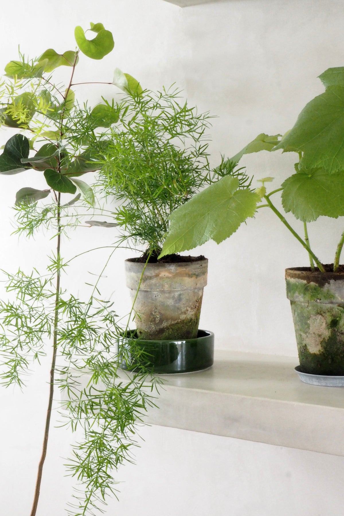 Asparagus Sprengerii