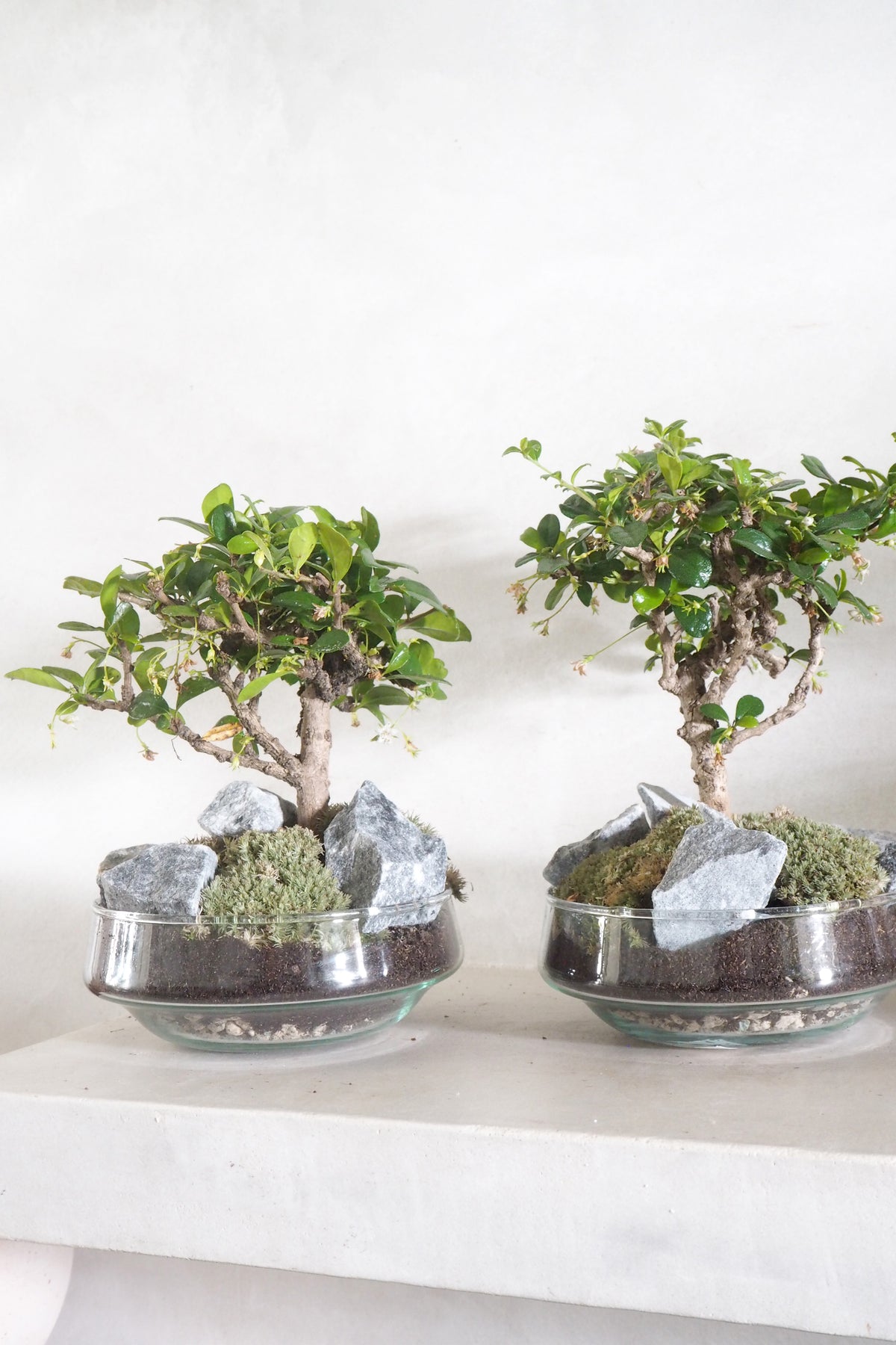 Bonsai Carmona, glasskål