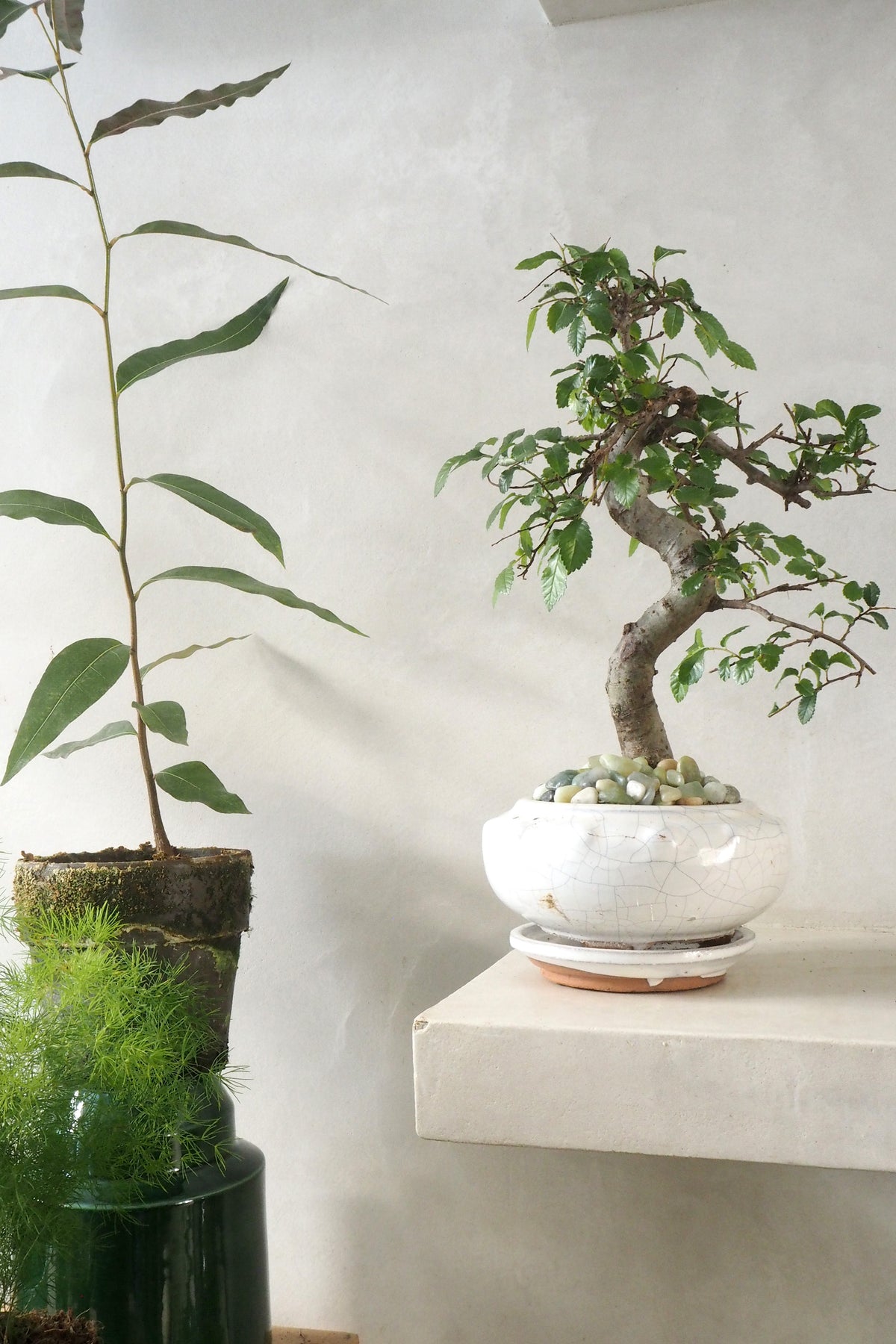 Bonsai Zelkova, rund, beige