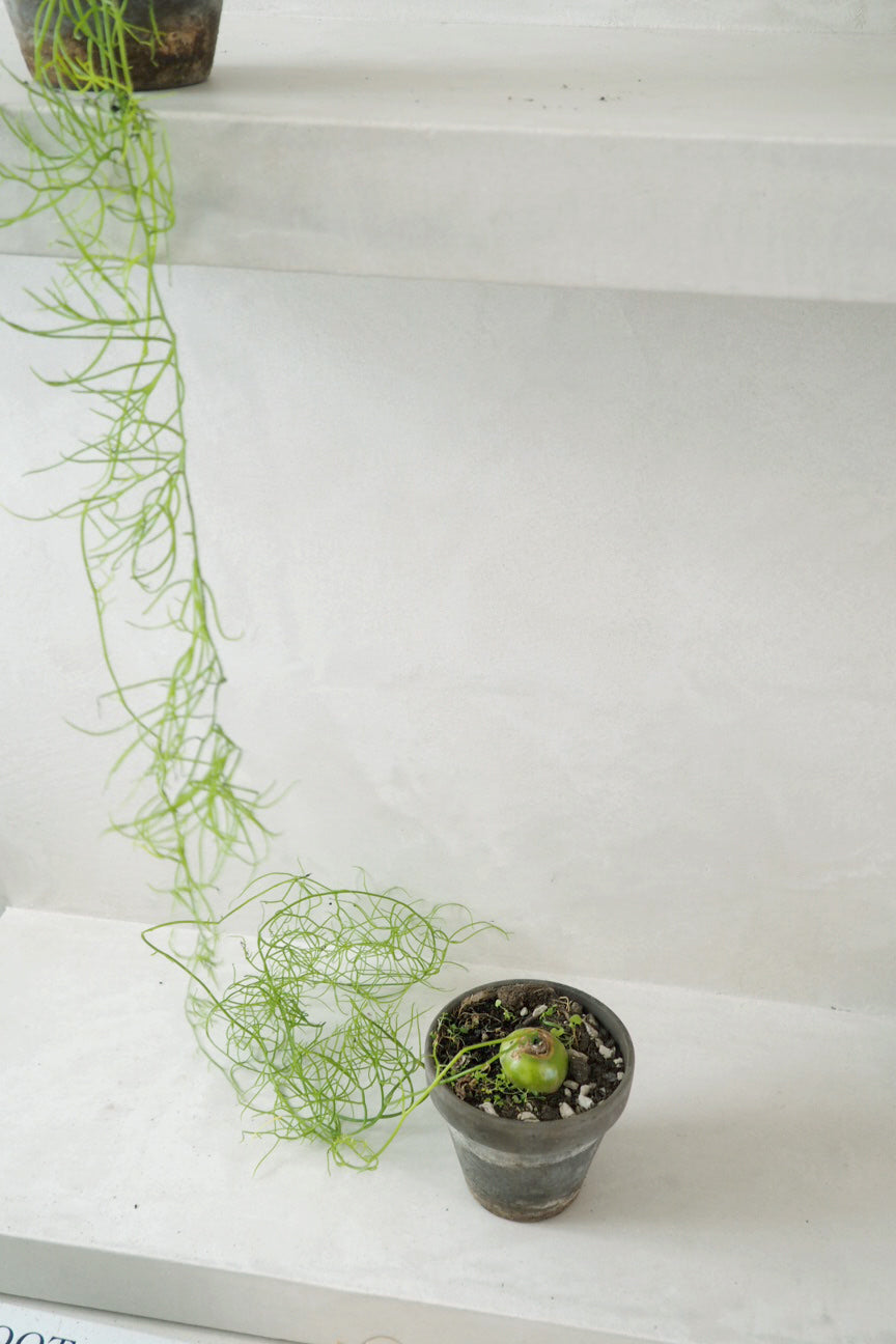 Bowiea volubilis