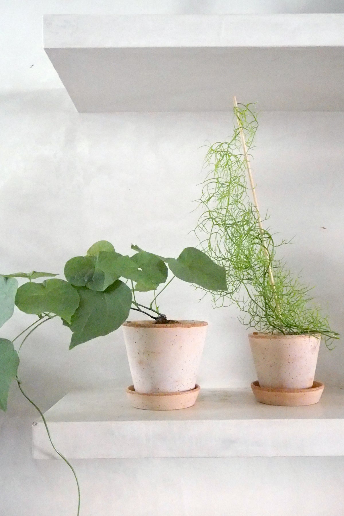 Bowiea volubilis