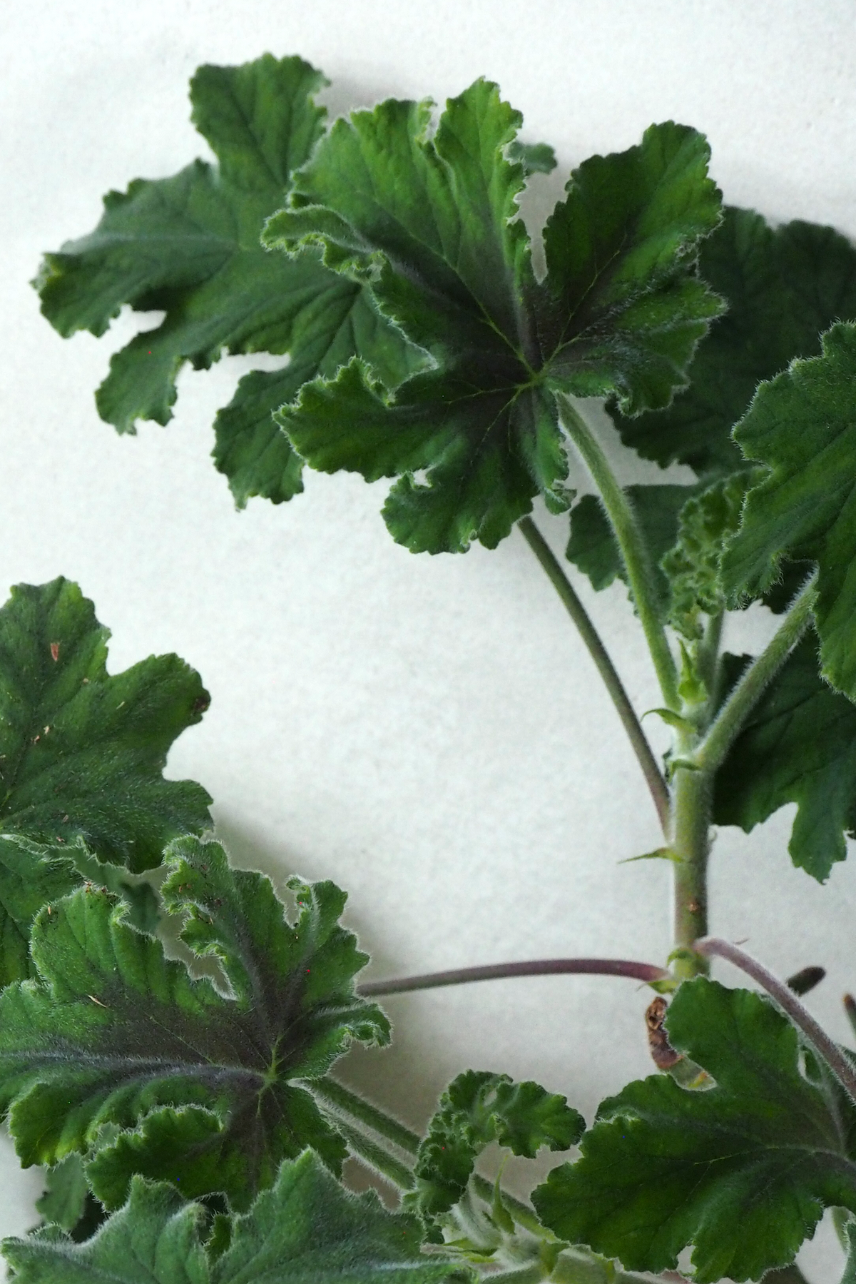 Pelargonium Chocolate