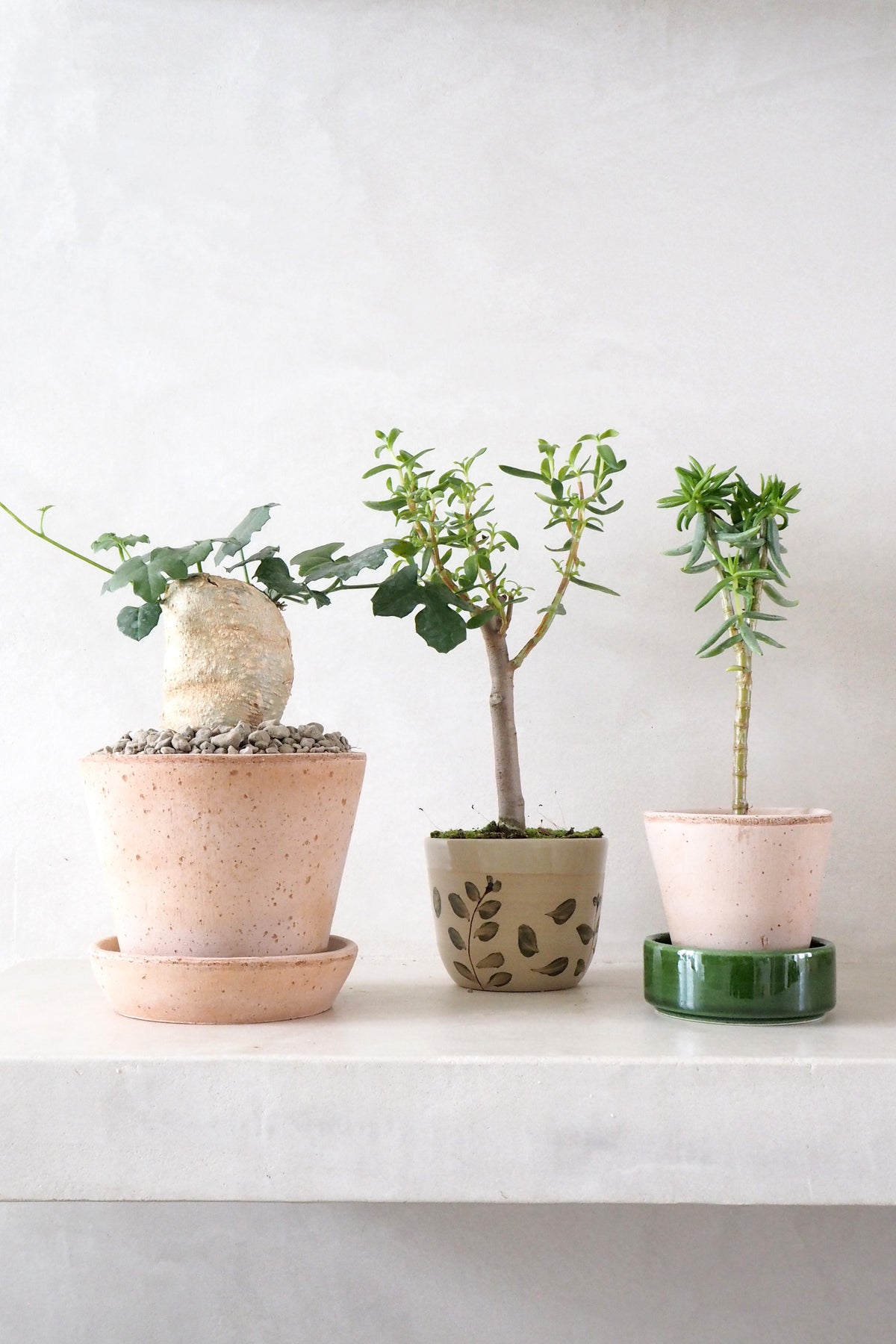 Bonsai Crassula, lille