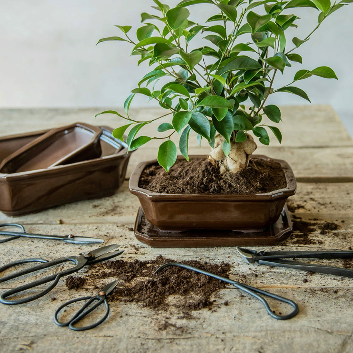 Bonsai jord