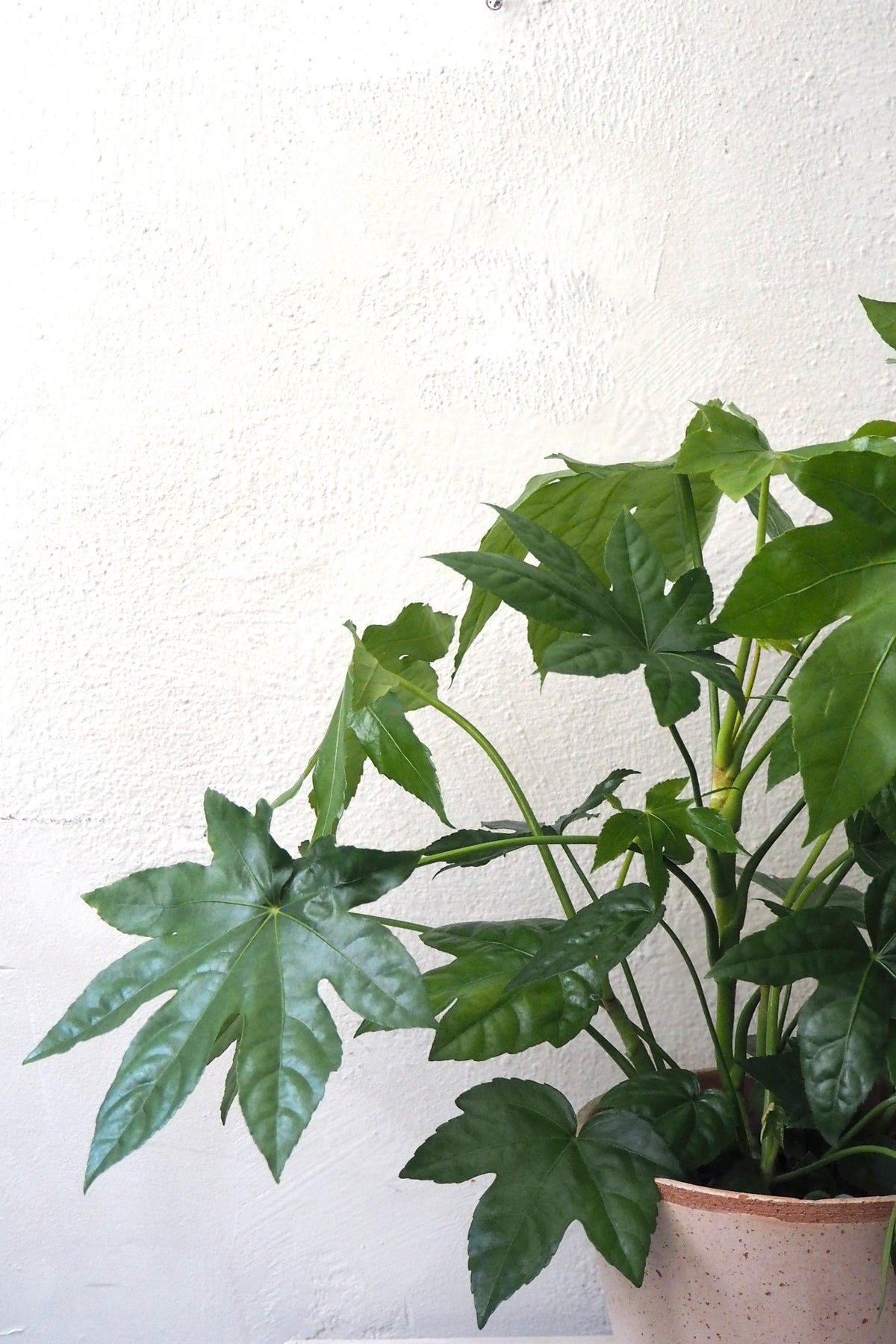 Fatsia japonica, stor