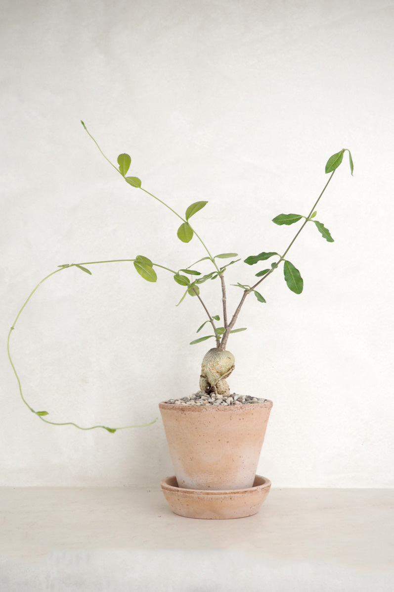 Fockea Edulis