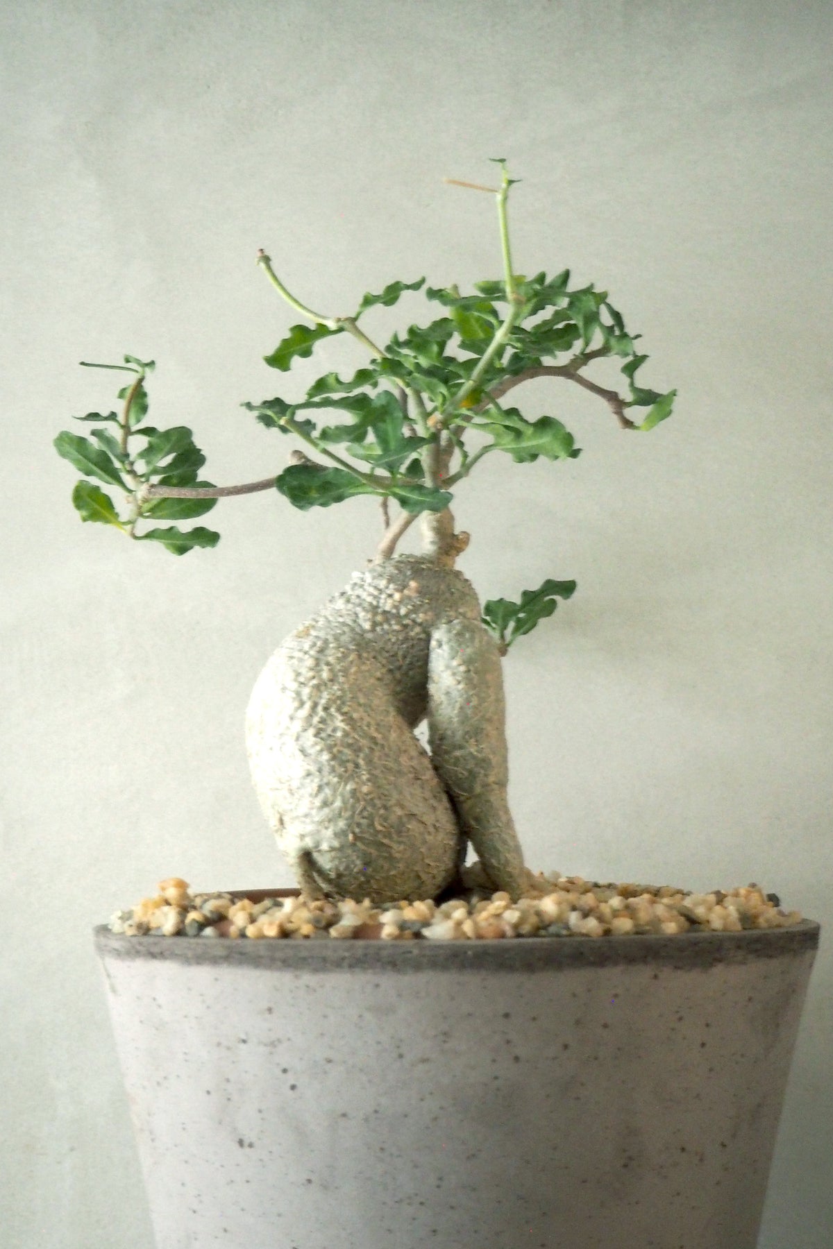 Fockea Edulis, stor