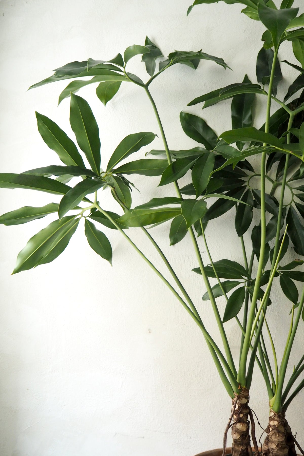 Philodendron Fun Bun