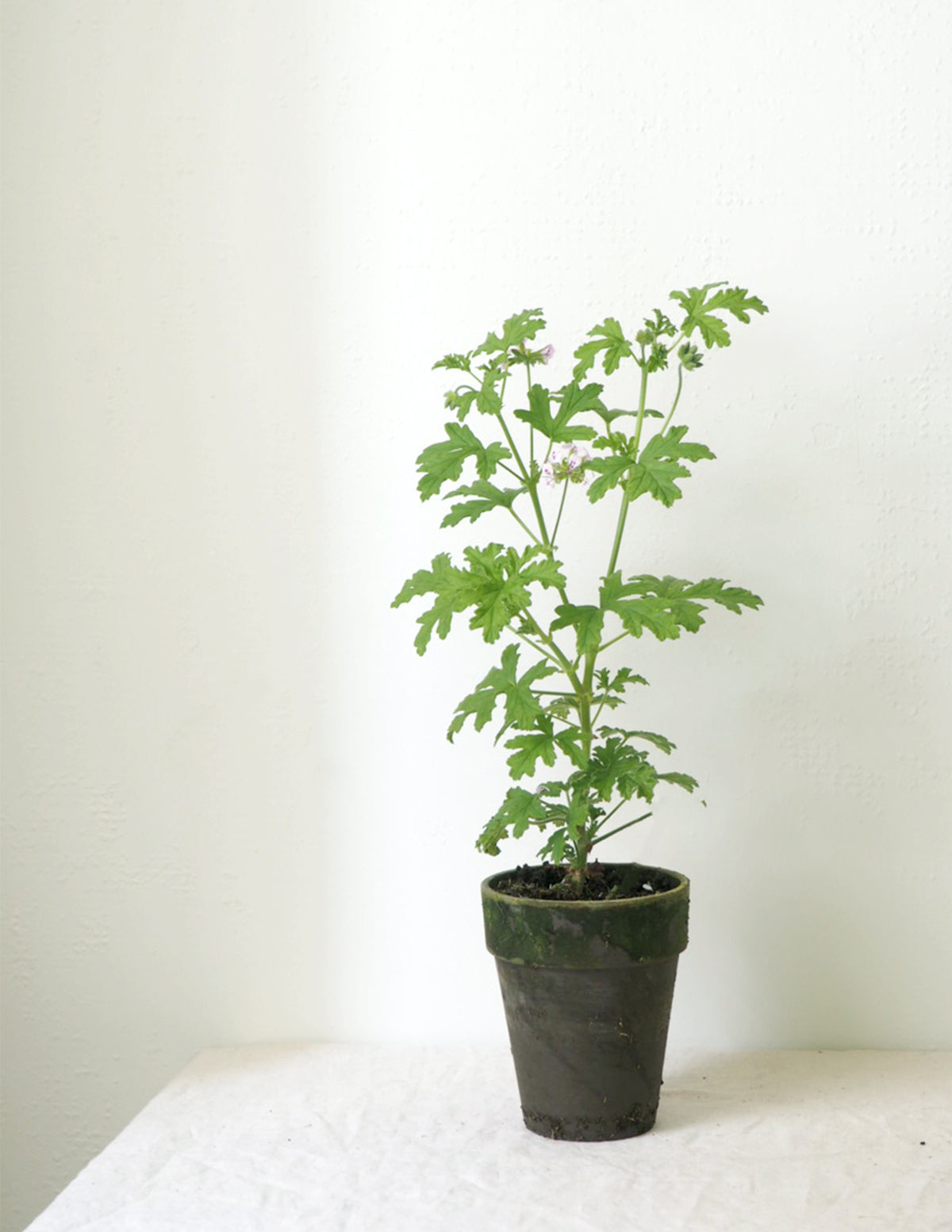 Rosengeranium