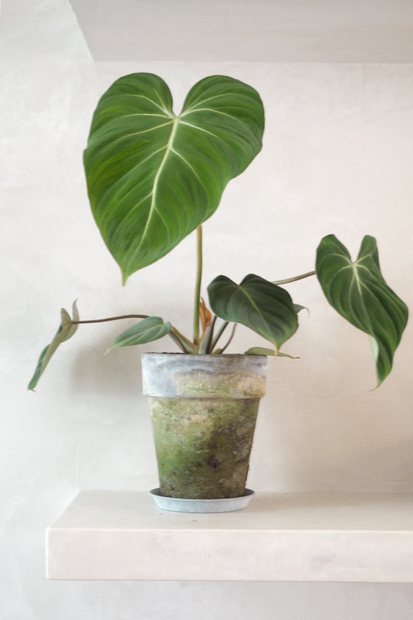Philodendron Gloriosum