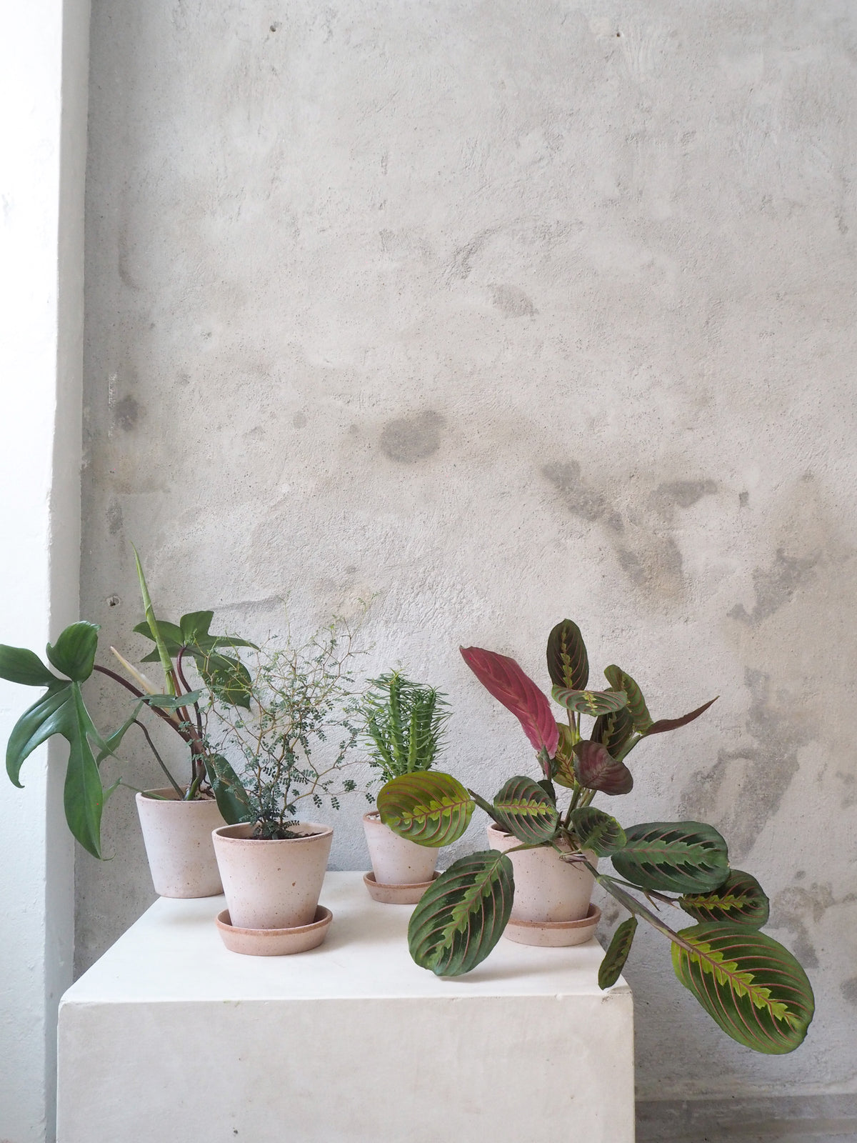 Maranta Fascinator