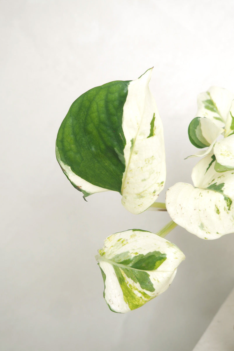 Epipremnum "Happy Leaf"
