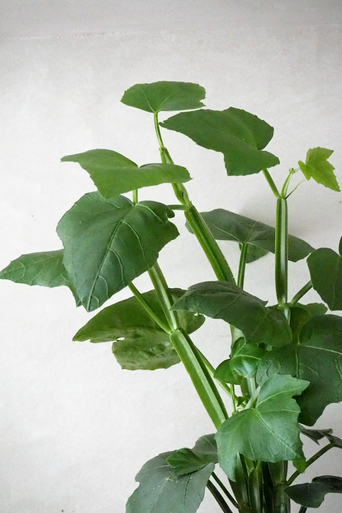Knogleplante