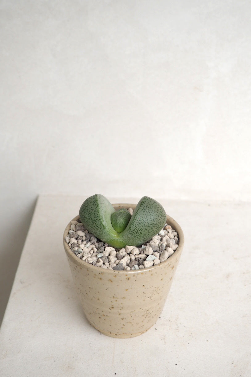 Levende Sten - Pleiospilos Green, mini