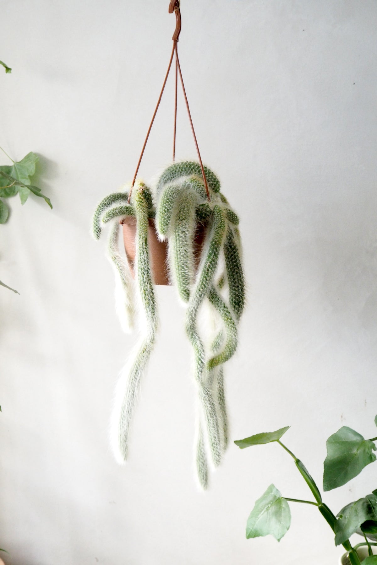 Monkey's Tail kaktus