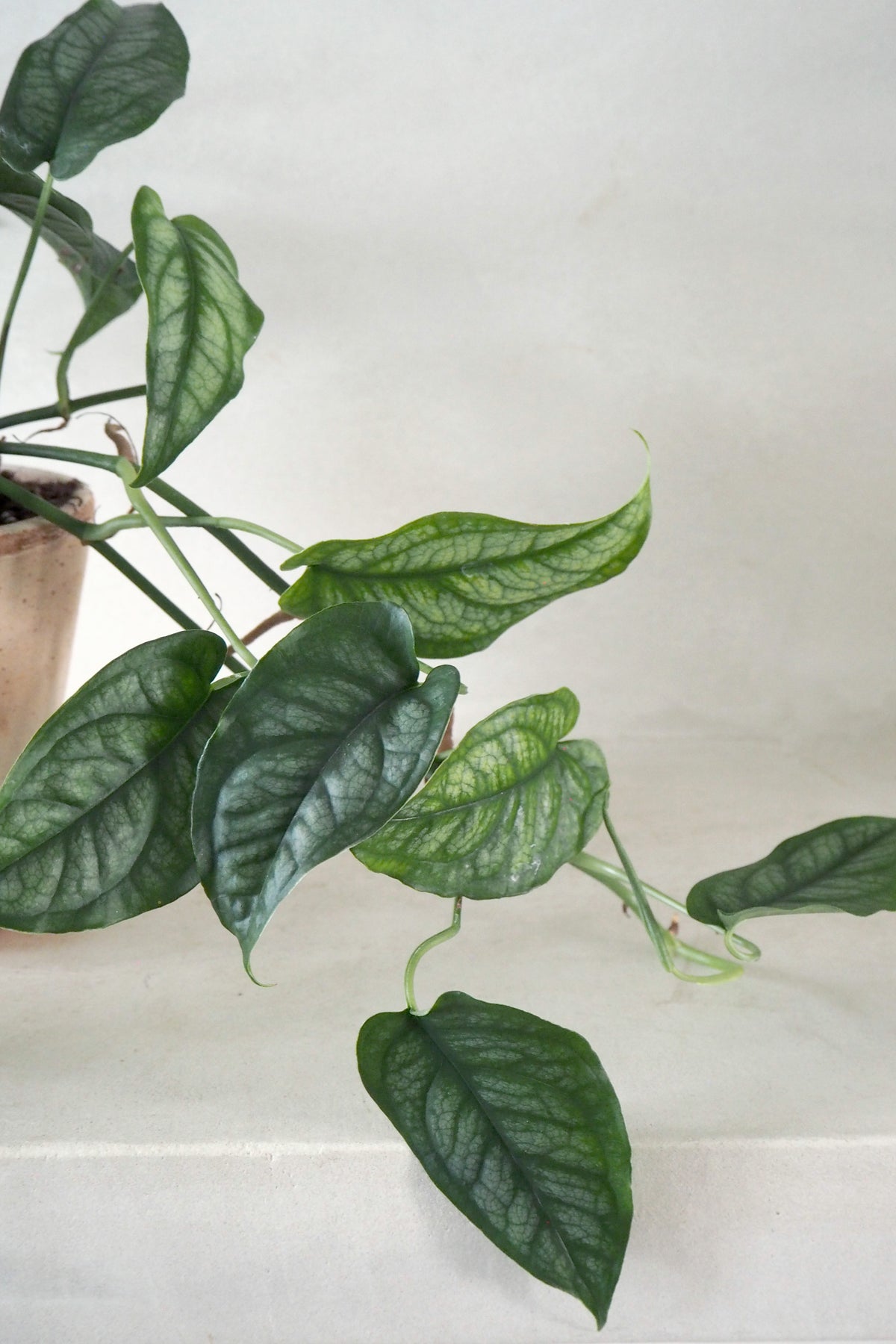 Monstera siltepecana