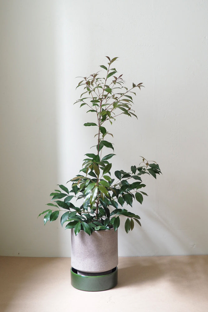 Hoff krukke, raw rosa + grøn underskål, gulvkrukke