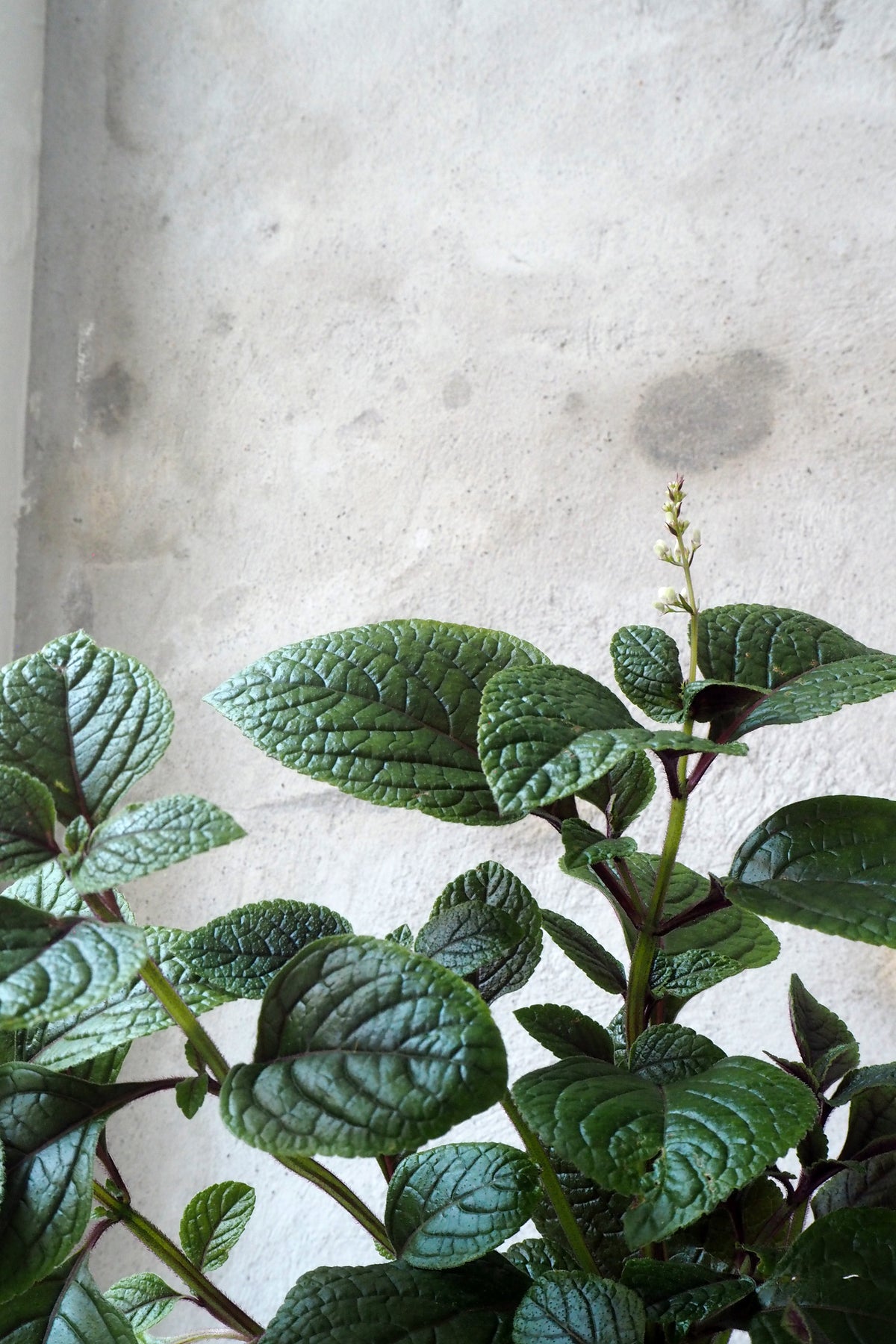 Plectranthus polsk