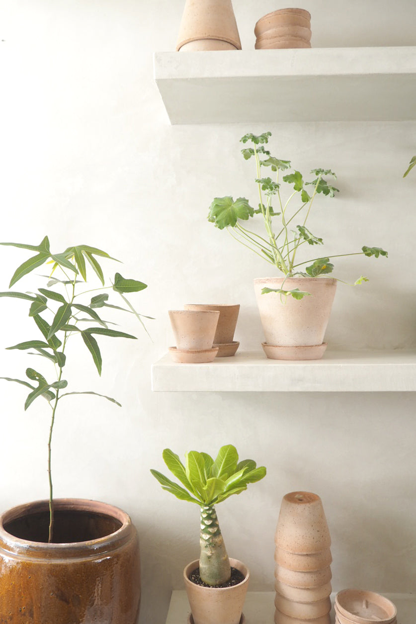 Terracotta krukke - rosa