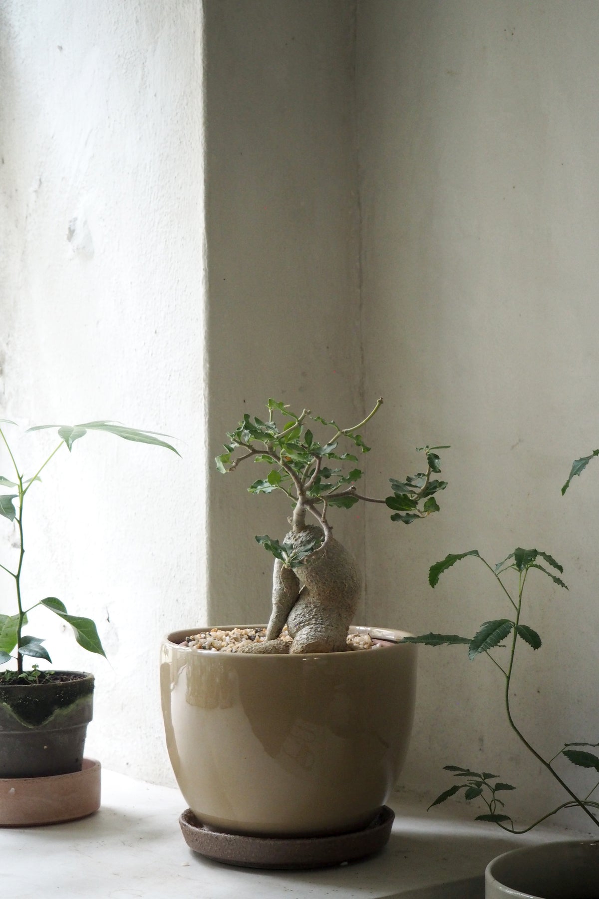 Fockea Edulis, stor