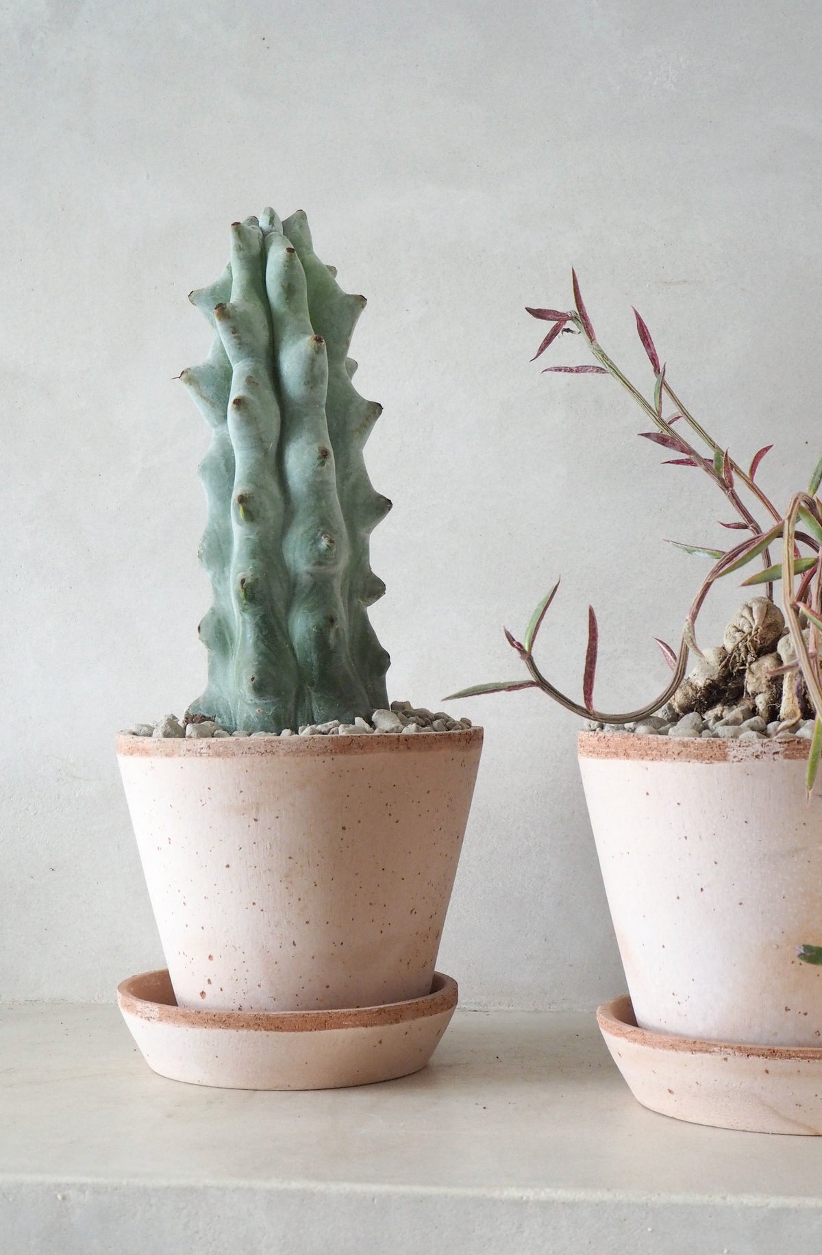 Monadenium rubellum