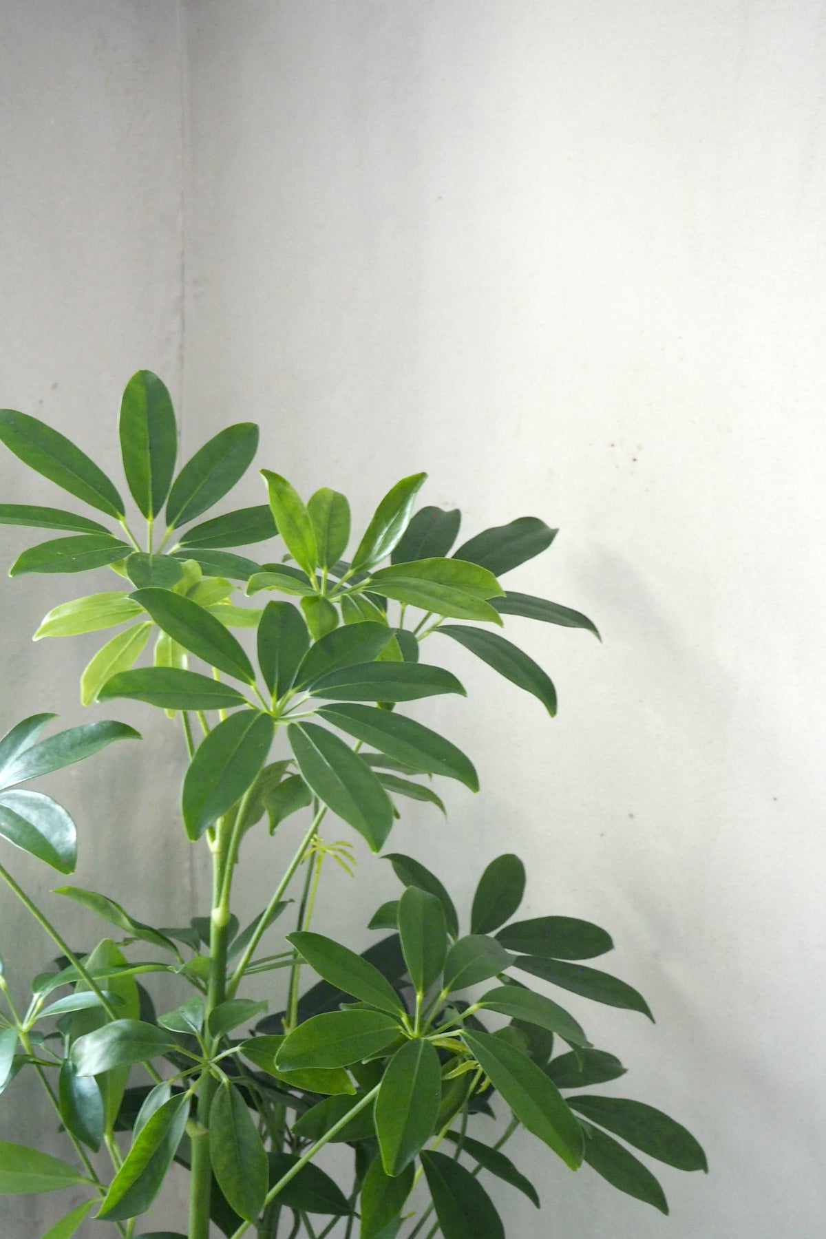Schefflera