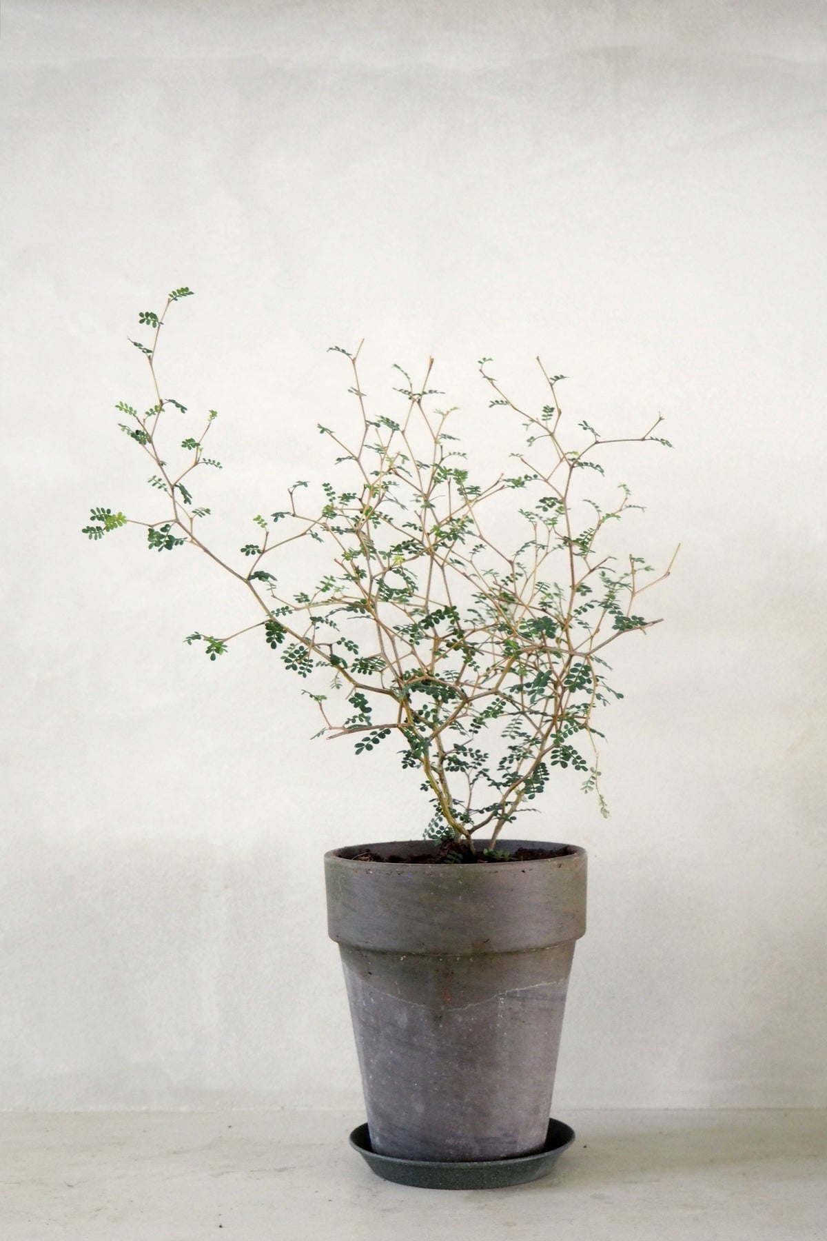 Sophora