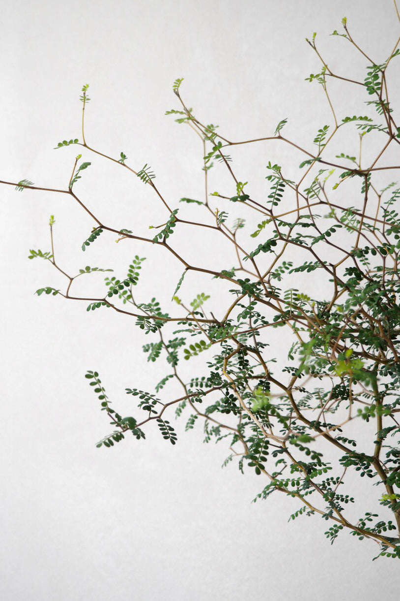 Sophora