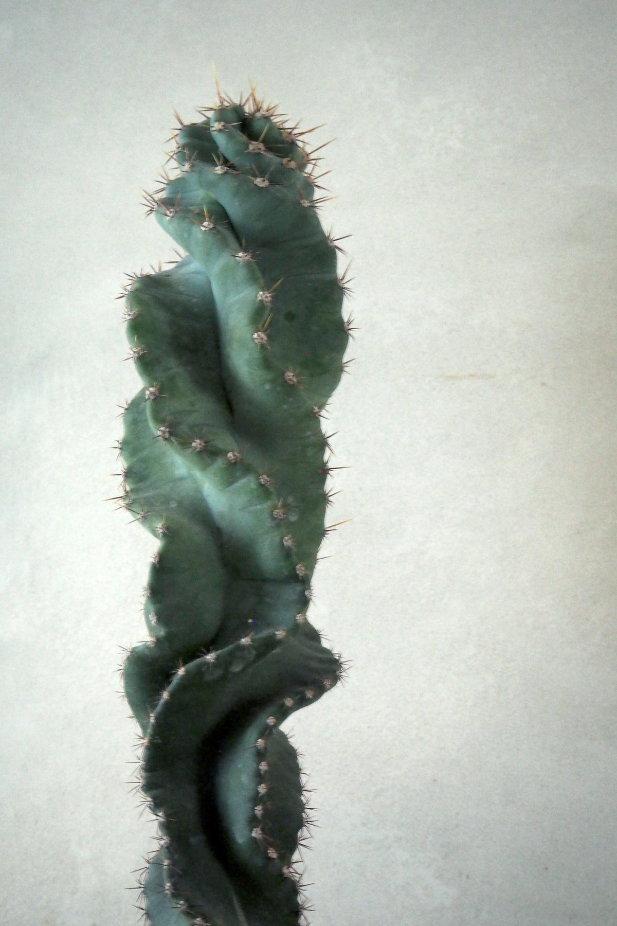 Cerus peruvianus spiralis kaktus