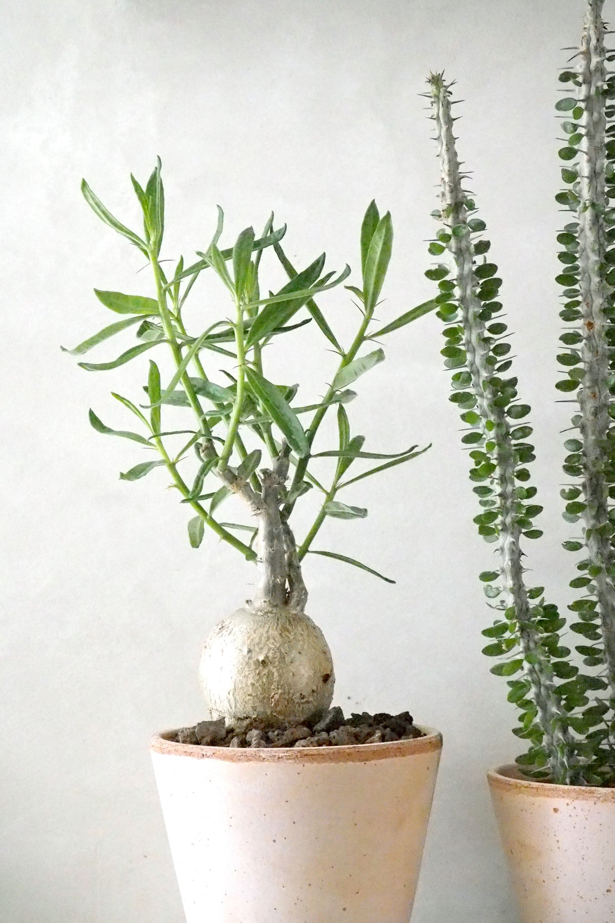 Pachypodium succulentum, stor